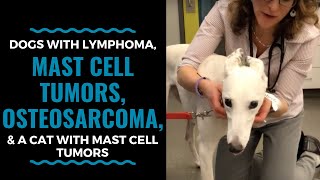 Dogs with Lymphoma Mast cell tumors Osteosarcoma and a Cat with mast cell tumors VLOG 30 [upl. by Corby]