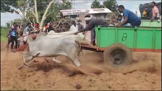 Bullock cart race at Mandya [upl. by Riccio]