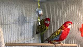 Parrots Rosella sing birds songs [upl. by Ahtimat]