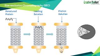 Refolding of Inclusion Body Proteins from E Coli [upl. by Aleakcim]