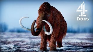 Should Scientists Bring Back Mammoths [upl. by Runkel139]