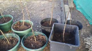 Apple Rootstock MM106  First Year Potting [upl. by Bandler]