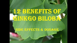 12 benefits of Ginkgo biloba Side Effects amp Dosage World Ginkgo Day and ginkgo biloba Survivor [upl. by Nnaeitak]