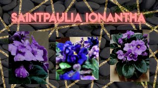 SAINTPAULIA IONANTHA FLOWER [upl. by Thedrick]