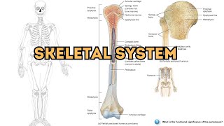 Anatomy and Functions of the Human Skeletal System skeleton skeletalsystem [upl. by Amzu594]