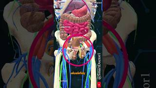 Testicles without scrotum 🍒 [upl. by Kast]