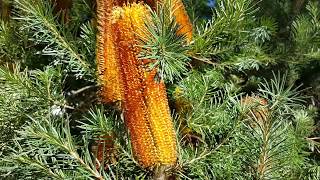 Banksia spinulosa  Hairpin Banksia HD 03 [upl. by Annmaria]