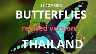 30 common butterflies of thailand revised [upl. by Irme]