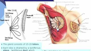 06 Upper Limb anatomy pectoralis reegion mamary gland lymphatics الدكتور احمد كمال [upl. by Scholz467]