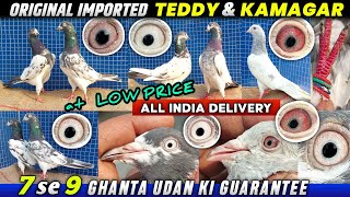 Original Imported Teddy amp Saleti Kamagar Kabootar Sale All INDIA Delivery  Pigeon Online Sale [upl. by Anigal]