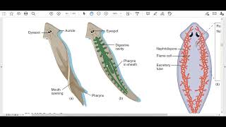 Ch 10 Lec2 Turbellarians Digestion and Nutrition Exchanges with environment [upl. by Fernando]