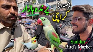 Sadar Birds Market Karachi 2024 Latest Update in Urdu Hindi  Talking Parrot Hand Tame Parrot Video [upl. by Gazzo]