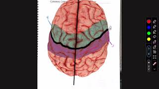 Cerebral cortex and Homunculus Textbook [upl. by Coffey]