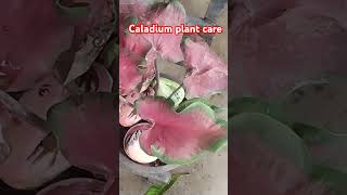 Caladium monsoon care caladium gardening short viralvideo [upl. by Ley851]