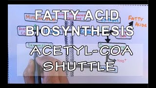 Acetyl COA Shuttle  Fatty Acid Biosynthesis  Part I [upl. by Dasya]