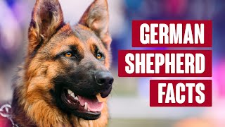 German Shepherd Everything You Need to Know [upl. by Aguayo]