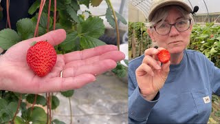 November Hydroponic High Tunnel Strawberries [upl. by Nolrev]