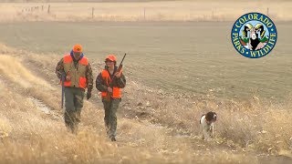 Pheasant Hunting Colorado [upl. by Yeaton]