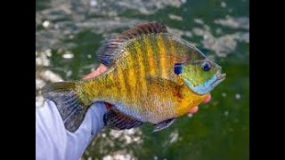 Puddingstone Reservoir Blue Gills Fishing 🎣 [upl. by Lama]