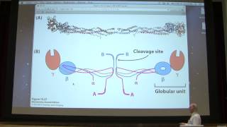 15 Kevin Aherns Biochemistry  Blood Clotting [upl. by Ahsekam]