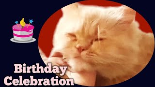 My Pet Chuchus Birthday  Hilarious Highlights  Funniest Catslife Moments chuchu cat birthday [upl. by Yecats566]