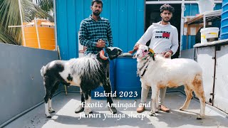 Bakrid 2023 Amingad and Jawari yalaga sheeps for sale in Bangalore near 8970981488 tannery road [upl. by Lethia268]