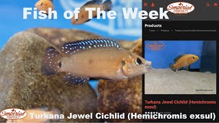 Turkana Jewel Cichlid Hemichromis exsul ❤️🐟 imperialtropicals [upl. by Tinaret518]