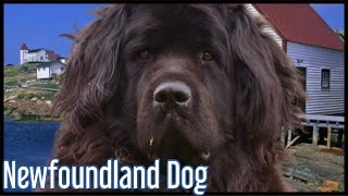 Neufundländer  Poseidons Hund [upl. by Elledoj]