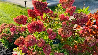 Paniculata Hydrangeas For Best Fall Colour  Autumn 2020 [upl. by Kavanagh623]