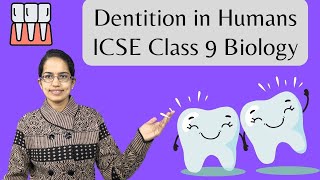 Dentition in Humans  Enamel Dentine Pulp Diphyodont Thecodont Heterodont ICSE Class 9 Biology [upl. by Kaycee]