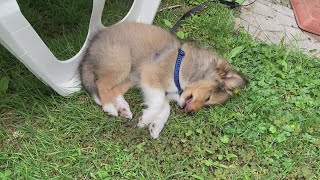 Sheltie from puppy to adult [upl. by Floris]