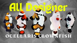 All Designer Ocellaris Clownfish [upl. by Ymmik]