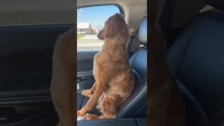 Dogs silent treatment after groomer visit [upl. by Latreshia]