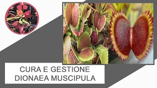 Cura e gestione Dionaea muscipula [upl. by Areht]