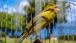 The most PLEASANT Canary training song [upl. by Coad]