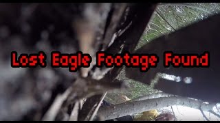 Wedge Tailed Eagles Attack Kangaroo [upl. by Nosiram]