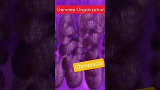 Eukaryotic Genome organization  Nucleosome Solenoid Chromatin amp Chromosomes [upl. by Monte]