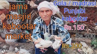 Delhi Jama masjid per hue saste kabootar Rs150 Rs200 par Gola kabootar [upl. by Arta607]