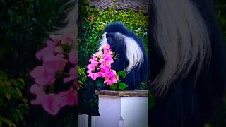 Kenya  Colobus Monkey Snack  Bougainvillea Surprise 🌧️🐒quot wildlife kenyansafari africa [upl. by Farron]