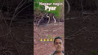 Nag aur nagin mein pyar snake nature animals love trending shortviral video [upl. by Hicks894]