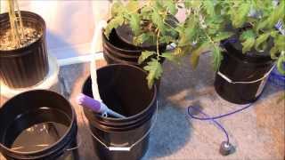 Hydroponic Tomato  San Marzano Part 2 Day 30  Super Easy Nutrient Change [upl. by Anauqaj]