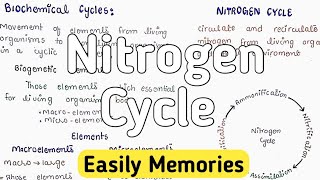 Nitrogen Cycle  Ammonification  Nitrification [upl. by Aniraz43]