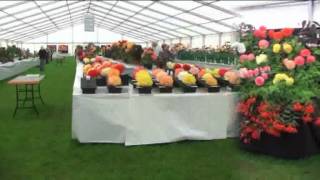 Begonias at Southport Flower show 2011 [upl. by Roice]