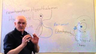 Endocrine lesson 1 Introduction and pituitary [upl. by Duky406]