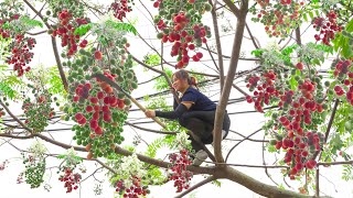 Harvesting Chinaberry Tree  A Fruit Known As The Fruit Of Immortality Goess to market sell [upl. by Nnylg]