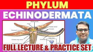 Phylum Echinodermata full lecture  Echinodermata one shot lecture  Echinodermatamcq tgtpgt2023 [upl. by Ridan170]