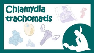 Chlamydia trachomatis хламидия хламидиоз  причины симптомы лечение микробиология лекция [upl. by Pattin]