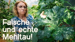 Mehltau im Garten Die Unterschiede erkennen und natürlich bekämpfen [upl. by Harbour]