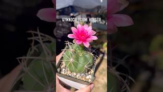 Bud to Bloom Gymnocalycium Horstii Shows Off Gorgeous Pink Flowers ☺️ cactus succulents flowers [upl. by Frolick]