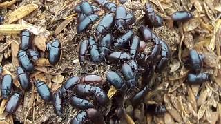 Darkling beetles in chicken house litter material [upl. by Selway]